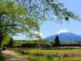 新緑と富士山