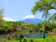 新緑と富士山