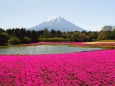 富士芝桜まつりから望む富士山