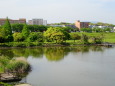 大池の風景