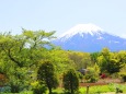 新緑と富士山