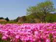 本栖湖リゾートの芝桜