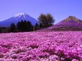 芝桜まつり会場から望む富士山