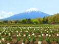 新緑と花と富士山