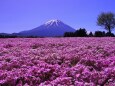 芝桜まつり会場から望む富士山