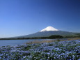 満開のネモフィラ&富士山