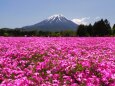 芝桜まつり会場から望む富士山