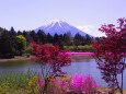 芝桜まつり会場から望む富士山