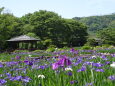 初夏も近づく花菖蒲園