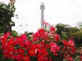 山下公園のバラとマリンタワー