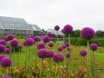 富山県中央植物園のアリウム