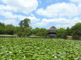 日本庭園 睡蓮