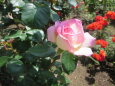 薔薇:プリンセス・ドウモナコ 