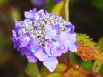 富山県中央植物園の紫陽花