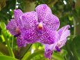 富山県中央植物園のバンダ