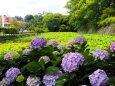 小田原城の紫陽花