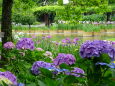 紫陽花と花菖蒲の公園