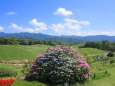 丘に咲く紫陽花