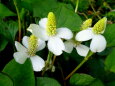 散歩道で ドクダミの花