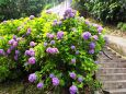 建長寺の紫陽花