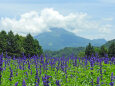 ブルーサルビアと大山