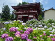 山門前に咲く紫陽花