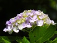 浄智寺の紫陽花