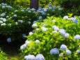 浄智寺の紫陽花