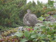 小仙丈ヶ岳のママ雷鳥