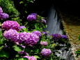 滝に咲いている紫陽花