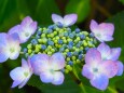 魚津市の紫陽花