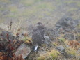 白馬岳の雄雷鳥4