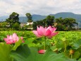 高田城址公園のハス