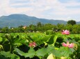 高田城址公園のハス