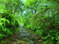 夏の熊野古道