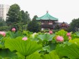 上野恩賜公園不忍池のハス