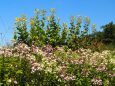 富山中央植物園のブーケガーデン