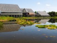 夏の富山県中央植物園