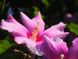 富山県中央植物園のブッソウゲ