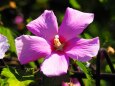 富山県中央植物園のブッソウゲ