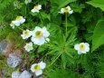 夏の高山植物