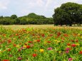 夏の昭和記念公園