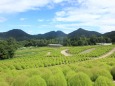 まんのう公園 のコキア