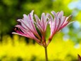 昭和記念公園のナツズイセン