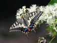 宇奈月温泉の蝶