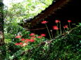 山村の神社に訪れた小さい秋