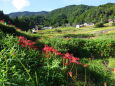 彼岸花と見上げる山村棚田