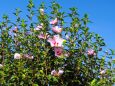 富山県中央植物園のムクゲ