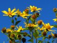 富山県中央植物園のヘリアンサス