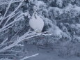 蝶ヶ岳のチビ雷鳥3